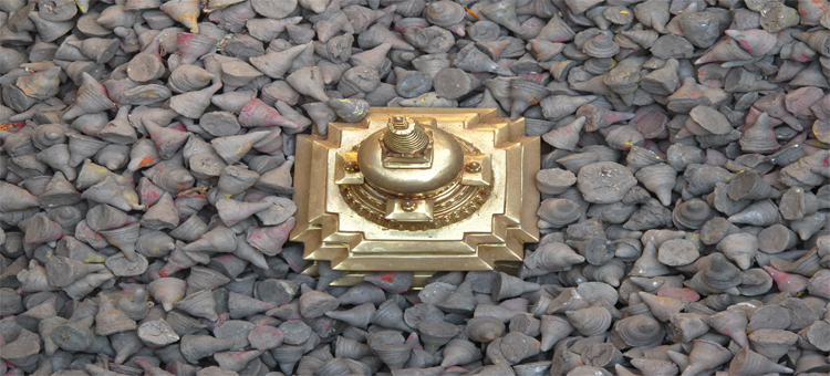 NTBA8